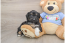 Friendly Mini Aussiedoodle Baby