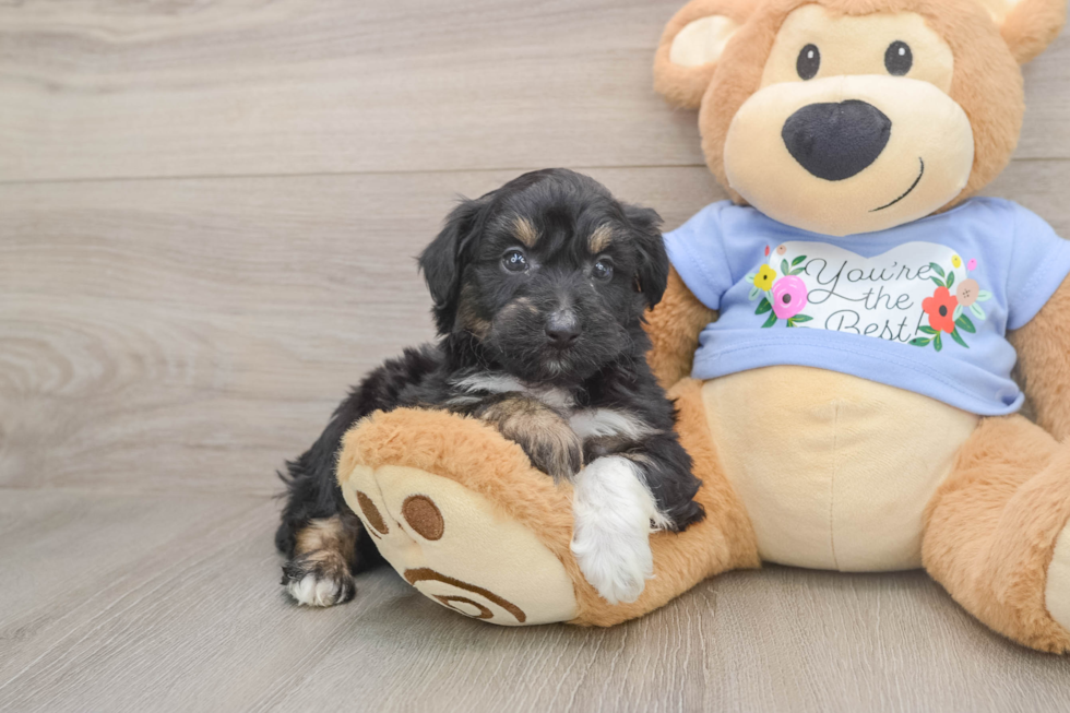 Friendly Mini Aussiedoodle Baby