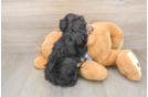 Hypoallergenic Aussiepoo Poodle Mix Puppy