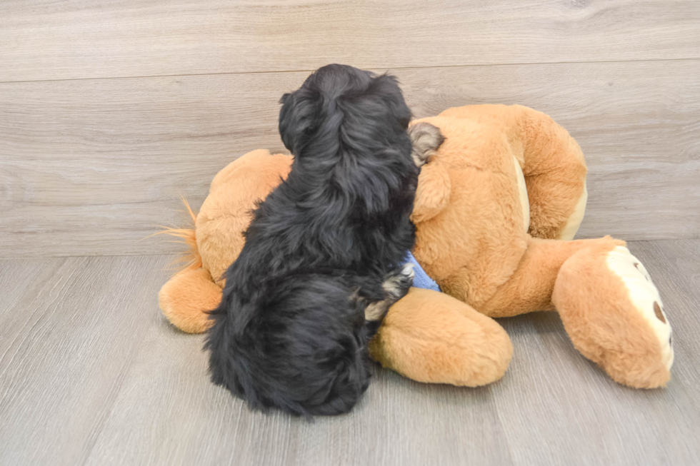 Hypoallergenic Aussiepoo Poodle Mix Puppy