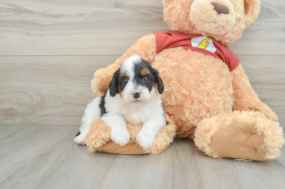 5 week old Mini Aussiedoodle Puppy For Sale - Seaside Pups