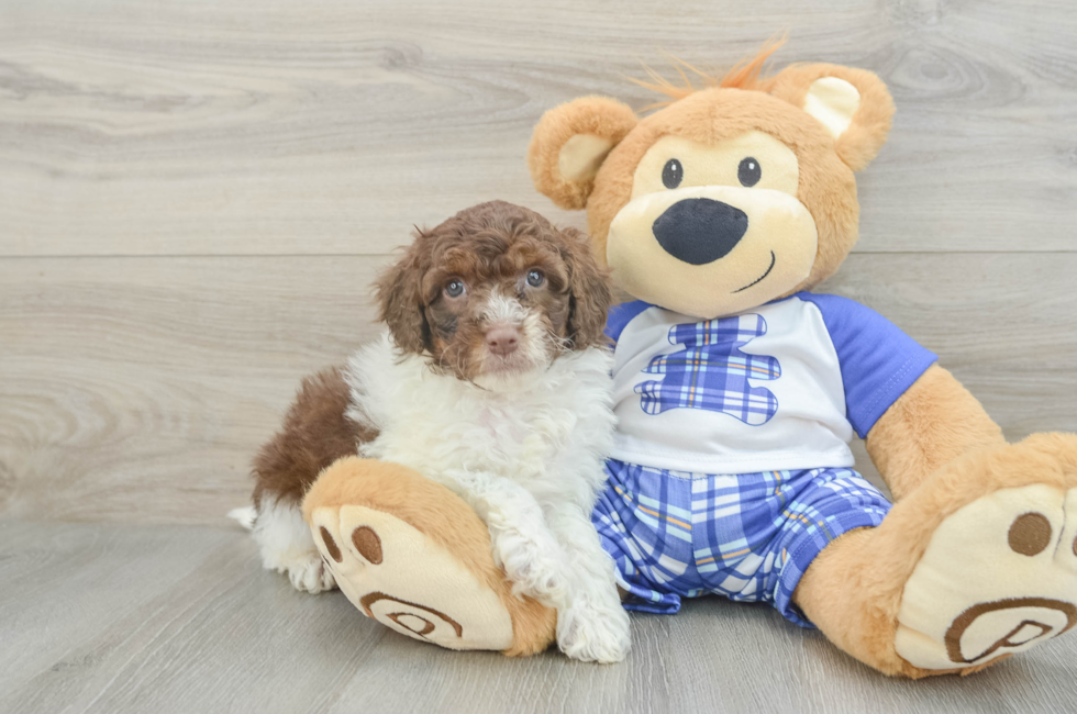 8 week old Mini Aussiedoodle Puppy For Sale - Seaside Pups