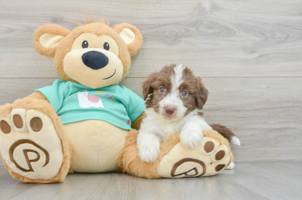 7 week old Mini Aussiedoodle Puppy For Sale - Seaside Pups