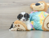 7 week old Mini Aussiedoodle Puppy For Sale - Seaside Pups