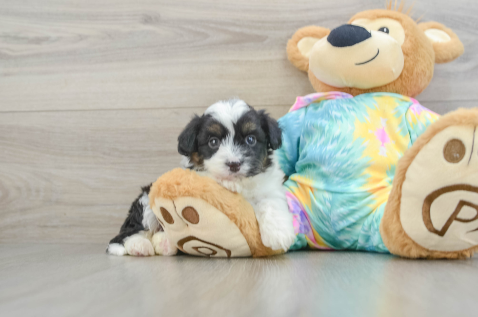 5 week old Mini Aussiedoodle Puppy For Sale - Seaside Pups