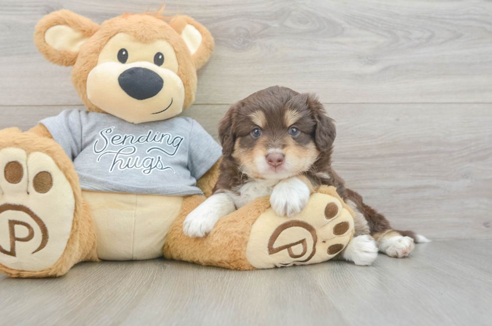 5 week old Mini Aussiedoodle Puppy For Sale - Seaside Pups