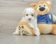 9 week old Mini Aussiedoodle Puppy For Sale - Seaside Pups