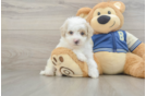 Energetic Aussie Poo Poodle Mix Puppy