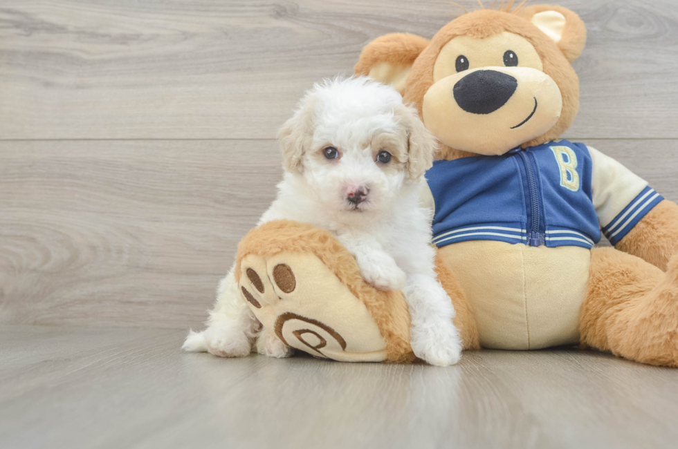 5 week old Mini Aussiedoodle Puppy For Sale - Seaside Pups