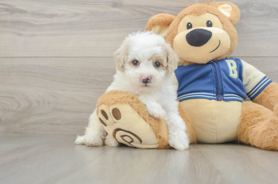 Energetic Aussie Poo Poodle Mix Puppy