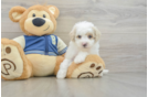 Best Mini Aussiedoodle Baby