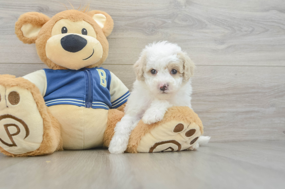 Best Mini Aussiedoodle Baby