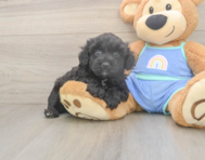 6 week old Mini Aussiedoodle Puppy For Sale - Seaside Pups