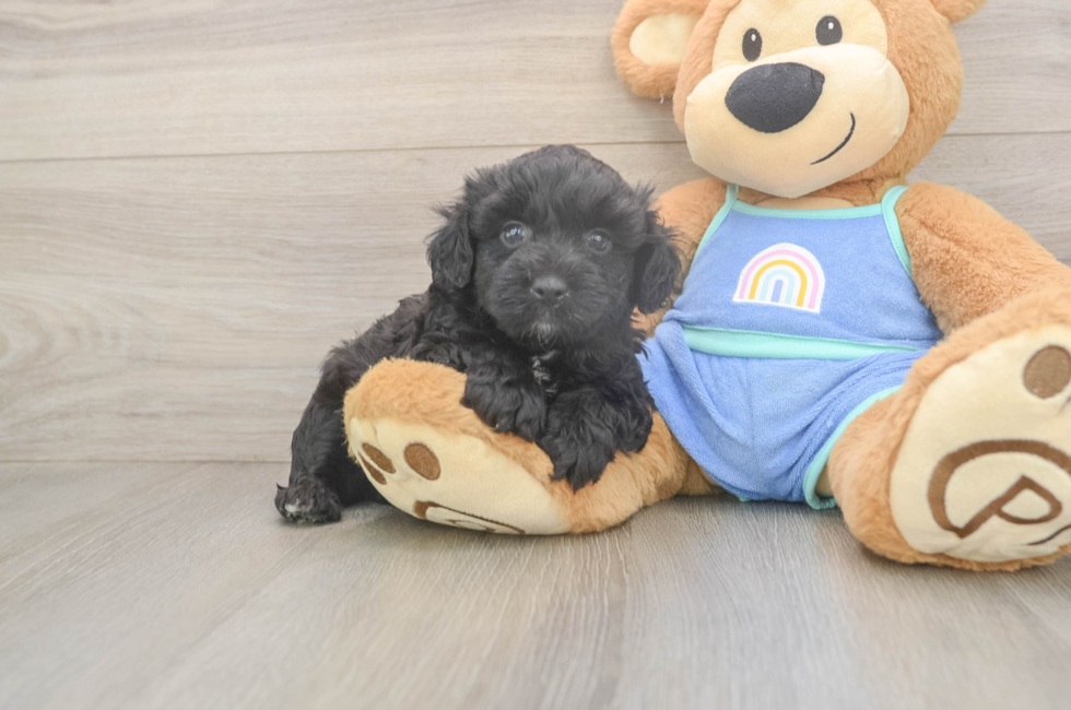 5 week old Mini Aussiedoodle Puppy For Sale - Seaside Pups