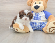 7 week old Mini Aussiedoodle Puppy For Sale - Seaside Pups
