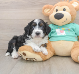 6 week old Mini Aussiedoodle Puppy For Sale - Seaside Pups