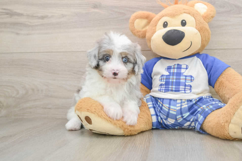 Mini Aussiedoodle Pup Being Cute