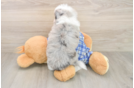 Energetic Aussiepoo Poodle Mix Puppy