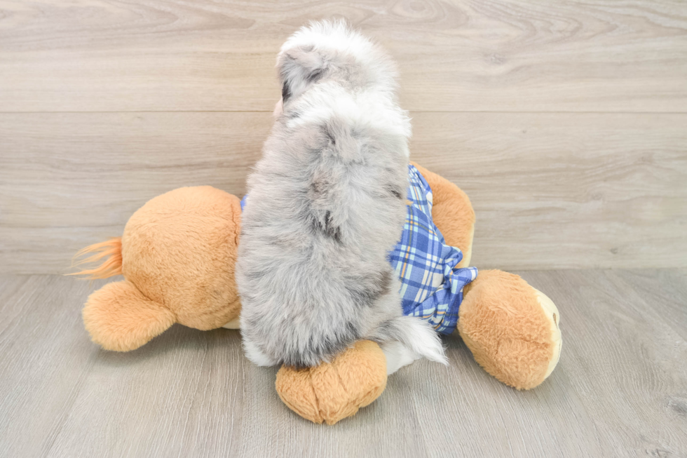 Energetic Aussiepoo Poodle Mix Puppy
