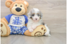 Smart Mini Aussiedoodle Poodle Mix Pup