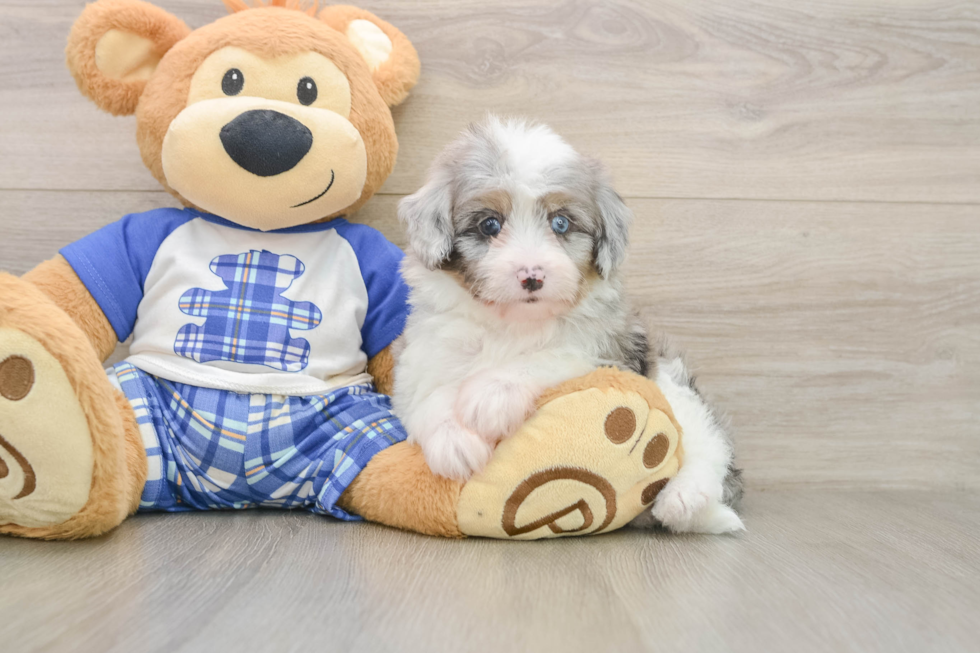 Smart Mini Aussiedoodle Poodle Mix Pup