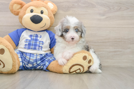 Smart Mini Aussiedoodle Poodle Mix Pup