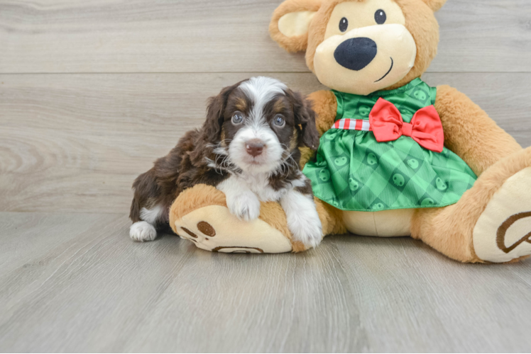 Little Mini Aussiepoo Poodle Mix Puppy