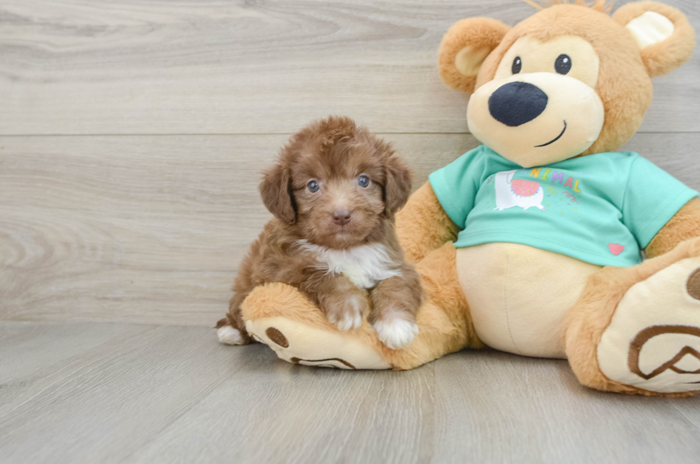 7 week old Mini Aussiedoodle Puppy For Sale - Seaside Pups