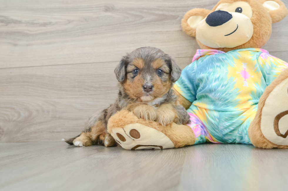 5 week old Mini Aussiedoodle Puppy For Sale - Seaside Pups