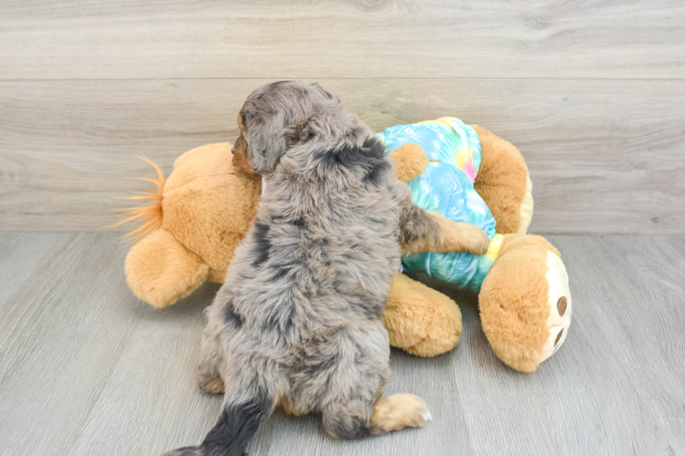 Best Mini Aussiedoodle Baby