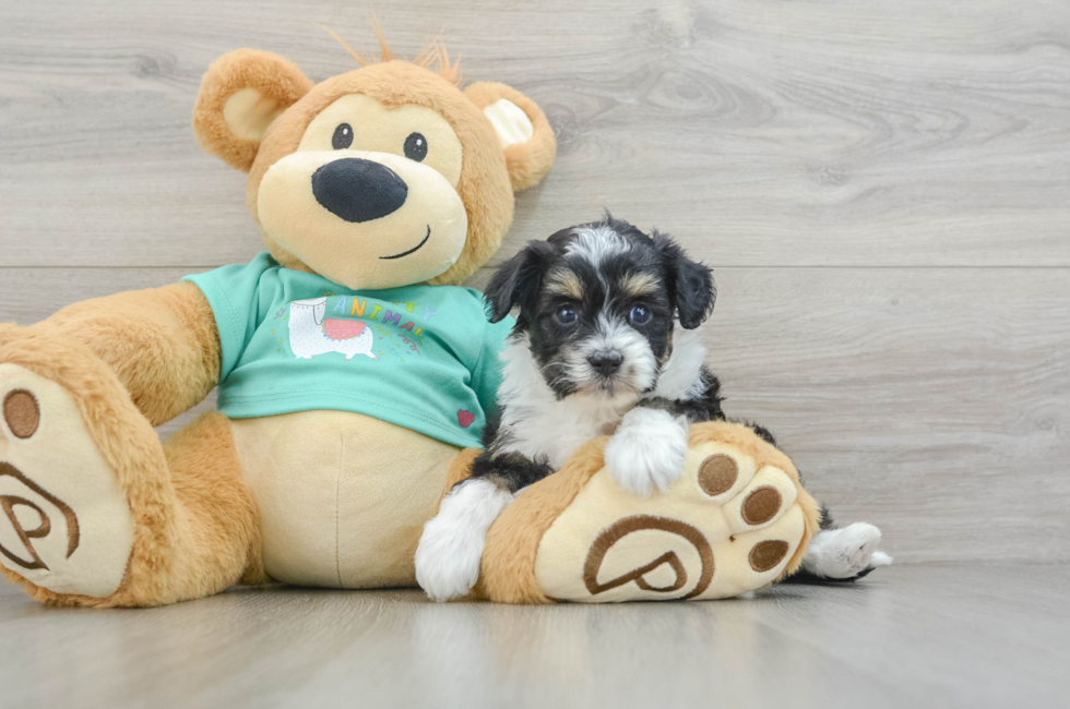 5 week old Mini Aussiedoodle Puppy For Sale - Seaside Pups