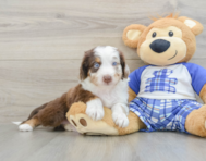 7 week old Mini Aussiedoodle Puppy For Sale - Seaside Pups