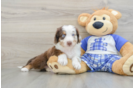 Mini Aussiedoodle Pup Being Cute