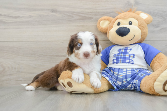 Mini Aussiedoodle Pup Being Cute