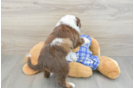 Mini Aussiedoodle Puppy for Adoption