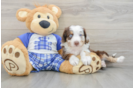 Mini Aussiedoodle Pup Being Cute