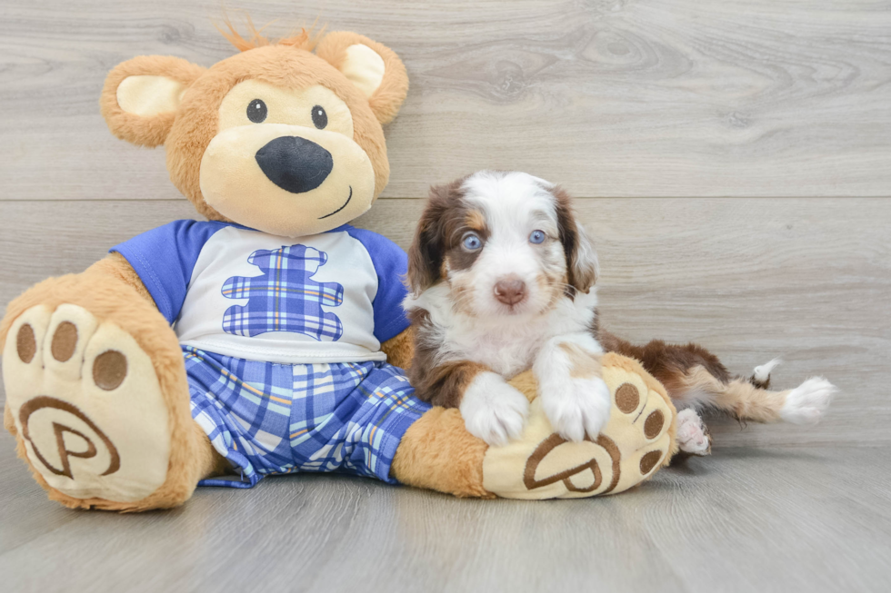 Mini Aussiedoodle Pup Being Cute