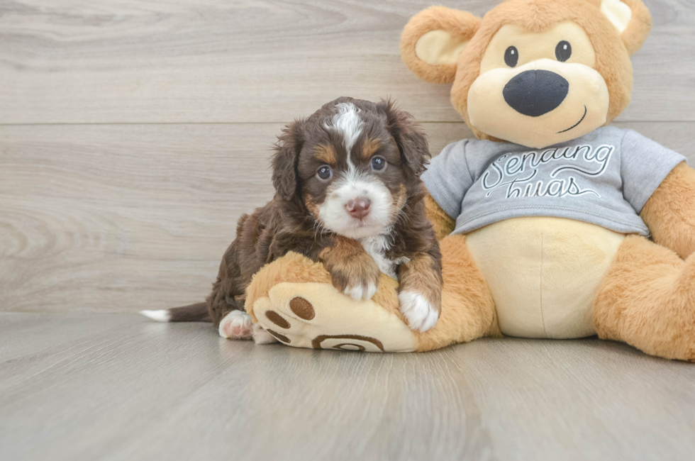 5 week old Mini Aussiedoodle Puppy For Sale - Seaside Pups