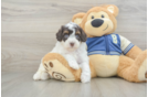 Mini Aussiedoodle Pup Being Cute
