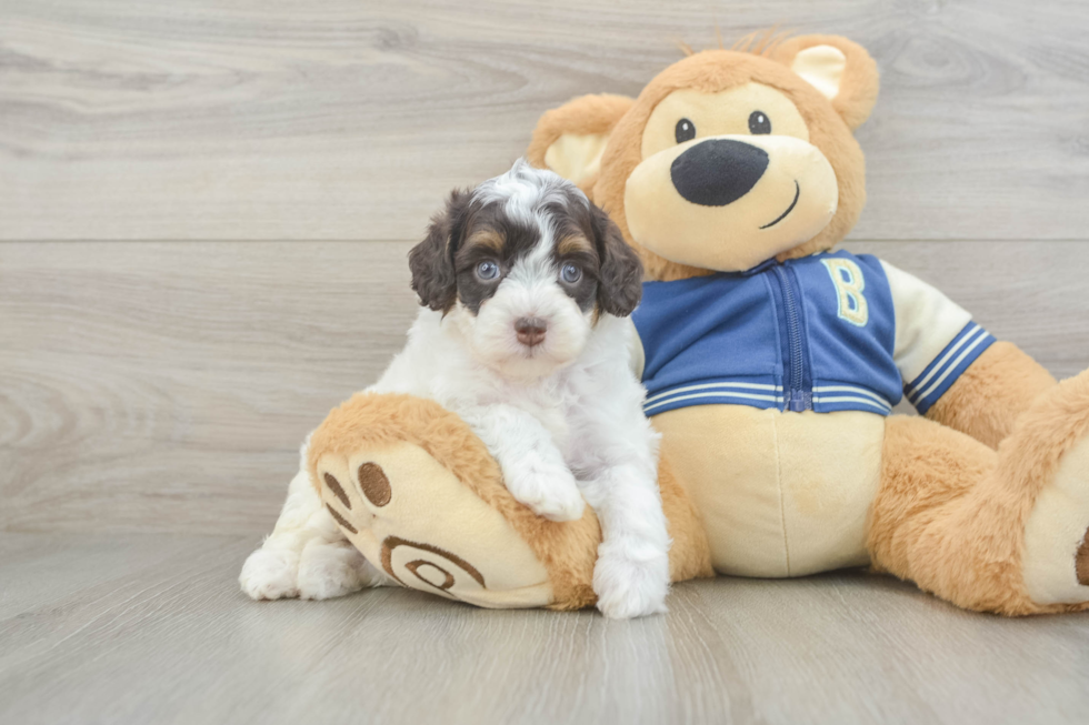 Mini Aussiedoodle Pup Being Cute