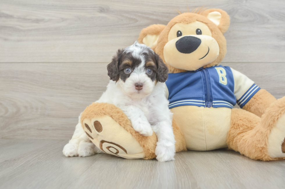 5 week old Mini Aussiedoodle Puppy For Sale - Seaside Pups