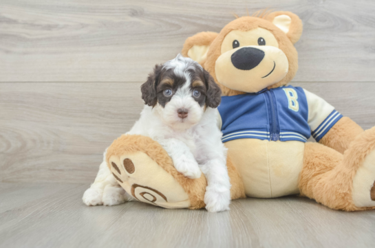 Mini Aussiedoodle Pup Being Cute