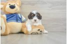 Funny Mini Aussiedoodle Poodle Mix Pup