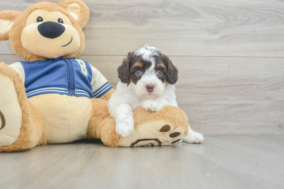 Funny Mini Aussiedoodle Poodle Mix Pup