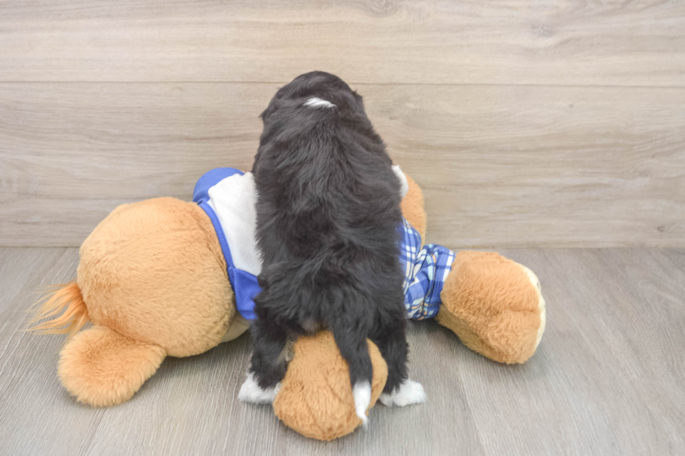 Little Mini Aussiepoo Poodle Mix Puppy