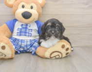 9 week old Mini Aussiedoodle Puppy For Sale - Seaside Pups