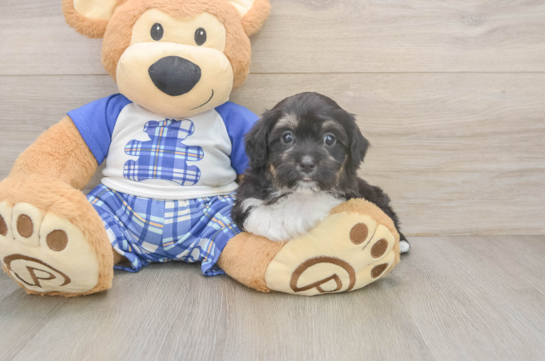 Playful Mini Aussiepoodle Poodle Mix Puppy