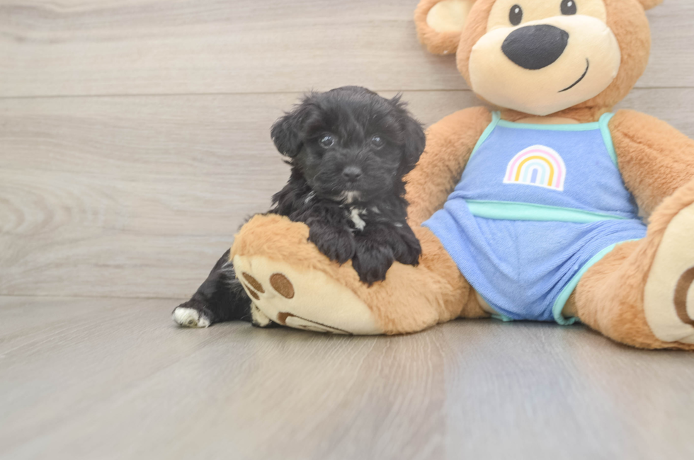 5 week old Mini Aussiedoodle Puppy For Sale - Seaside Pups