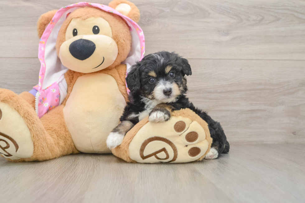 Mini Aussiedoodle Pup Being Cute