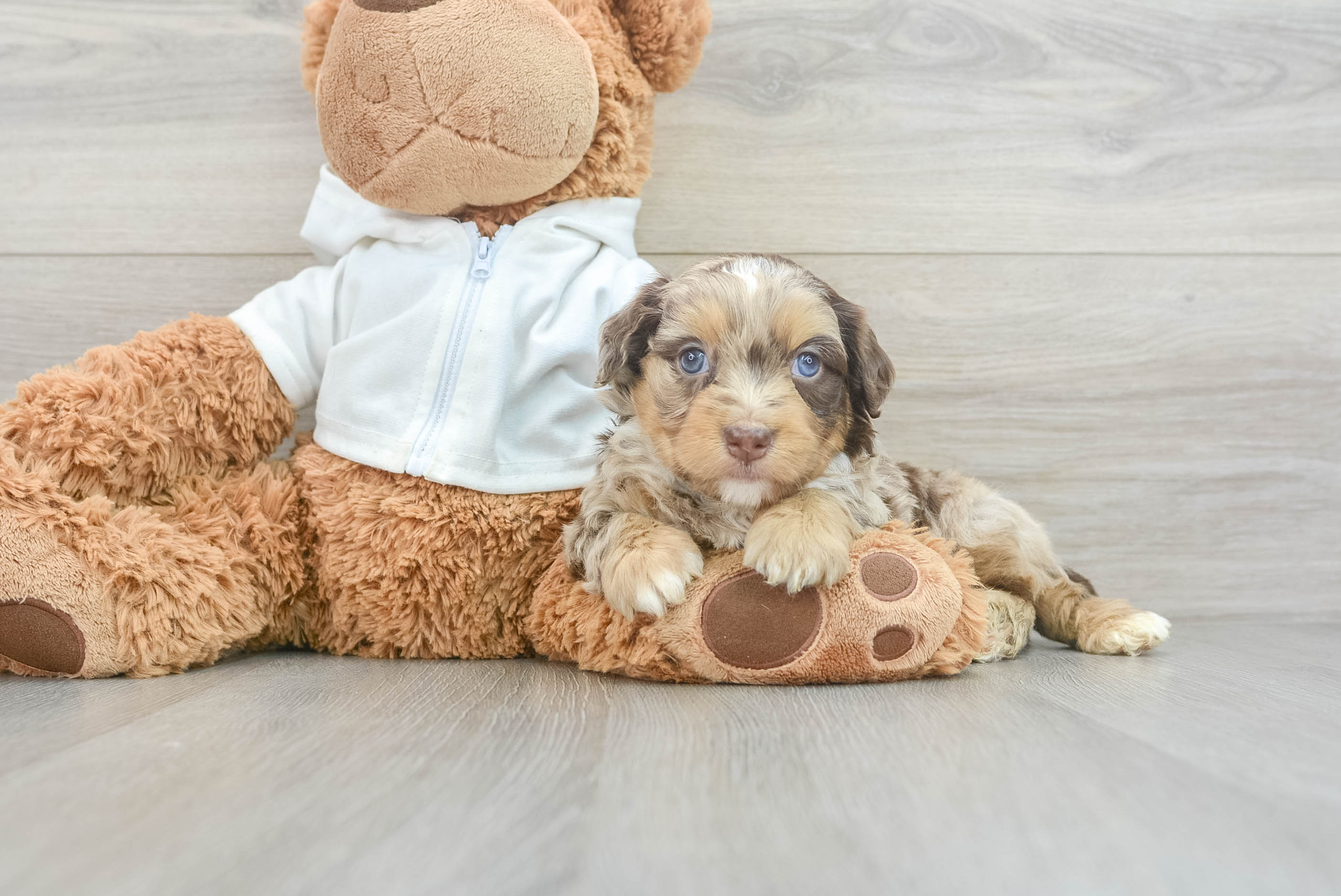 Hypoallergenic Aussiepoo Poodle Mix Puppy